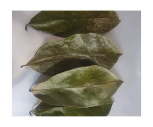 Nuevas Hojas de Guanábana Secas de Vietnam-99 GD (Té Saludable) para Exportación, Envasadas al Vacío, Precio Económico - Product Image 1