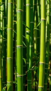 Pôles en bambou vietnamien naturel à paroi épaisse, tiges de bambou brutes pour la construction, le jardinage et l'artisanat (différentes tailles disponibles) - Product Image 4