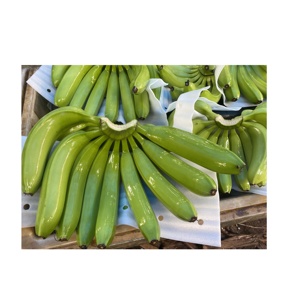 Banana Cavendish verde orgánica 100% al por mayor, productos frescos de alta calidad directamente de granjas de Vietnam - Product Image 6
