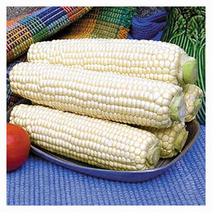 Maíz Amarillo Seco de Grado 2, Maíz Blanco, Sin GMO, Apto para Consumo Humano y Alimentación Animal - Product Image 6