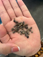 Vietnamese fabrikant levert concurrerende prijzen, best verkochte, hoogwaardige passievruchtzaden, vacuüm verpakt.