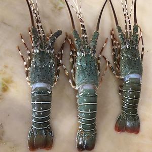 Homard entier congelé et queues de homard, qualité supérieure, produit de qualité supérieure, fabrication pour l'exportation, marché, meilleure qualité, prix réduits - Product Image 3