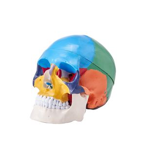 Modello di Cranio Umano in PVC Dipinto a Grandezza Naturale, 3 Parti Anatomiche Staccabili, Strumento Didattico per Scienze Mediche - Product Image 1