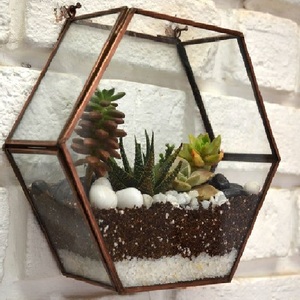 Terrario Colgante de Cristal para Suculentas, Musgo o Plantas Aéreas - Diseño Decorativo Ecológico - Product Image 1