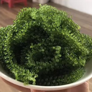 สาหร่ายทะเลเวียดนาม ฟาร์มเพาะสาหร่ายทะเลพันธุ์ Caulerpa Lentillifera สำหรับทำสลัด ซูชิ วัตถุดิบอาหาร สำหรับร้านอาหาร - Product Image 1