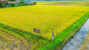 Fideos Ramen saludables y vibrantes de primera calidad con verduras coloridas: calidad de exportación de élite de Vietnam - Product Image 6