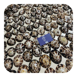Proveedor de Conchas de Limpet al por Mayor, Conchas Marinas Naturales para Decoración de Acuarios y Paisajismo Costero - Product Image 1