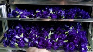 Flor de Guisante Mariposa al MEJOR Precio |   Té Azul Orgánico Seco |   Suministro al por Mayor - Product Image 3