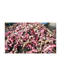 Fournitures d'usine : Poudre d'amidon de canna 100 % pure et biologique, séchée à l'air chaud, disponible en vrac, avec personnalisation de marque privée. - Product Image 3