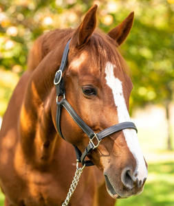 Licol de cheval professionnel en acier inoxydable et cuir de haute qualité avec voile anti-mouches, couleur personnalisable, Vente chaude 2026, Vente en gros - Product Image 5