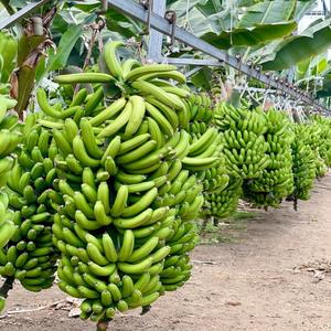 Plátano Cavendish Orgánico de Primera Calidad al por Mayor, Producto Agrícola Vietnamita Fresco de la Mejor Calidad - Product Image 4