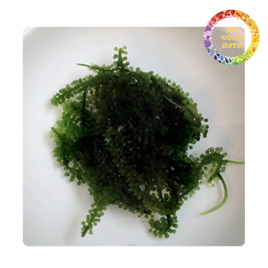 Uvas de Mar Frescas Naturales, Superalimento de Vietnam con Experiencia Oceánica Crujiente - Product Image 6