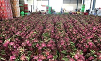 Klaar voor verzending | Beste kwaliteit biologische drakenvrucht wit/rood vlees >350g Vietnam Binh Thuan Lucht/Zee Hoogwaardig 2e kwaliteit vers fruit
