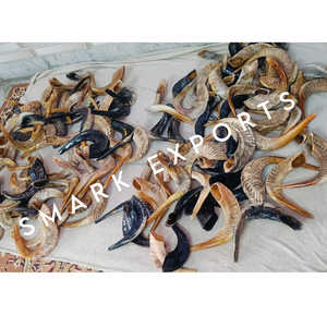 Shofar de cuerno de carnero pulido respetuoso con el medio ambiente hecho a mano | Ceremonias religiosas Prácticas espirituales | Celebraciones culturales del festival | - Product Image 6