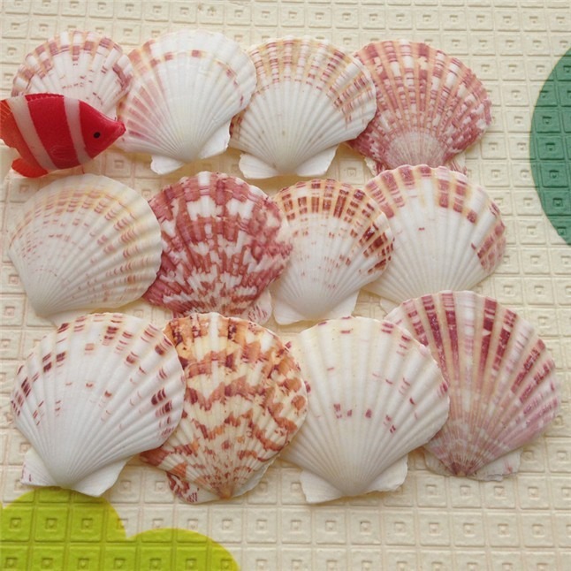 Coquilles de pétoncle brunes (Taille : 5 cm - 6 cm)