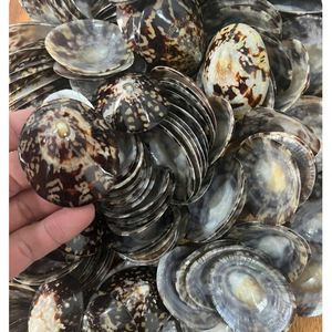Handmade Natural Oval Limpet <b>Shell</b> Seashell Decorative <b>Ornament</b> Wholesale - Product Image 1