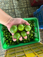 Zaadloze groene limoenen, verse citrusvruchten, Vietnam oorsprong, 30-45 dagen koude opslag, premium kwaliteit, merk TECHMIFOOD