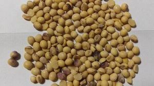 Soja Seca Sin OMG, Alta en Proteínas, Grado Alimenticio para Animales, a Granel, para Alimentación de Ganado, Proveedor y Exportador de Uttar Pradesh, Venta al Por Mayor - Product Image 4