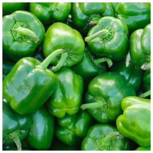 Poivron frais de type courant, jaune, rouge, vert, au goût sucré, pour la culture agricole en gros - Product Image 4