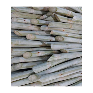CAÑA DE AZÚCAR FRESCA CONGELADA AL POR MAYOR CON PRECIO COMPETITIVO Y ALTA CALIDAD PARA EXPORTAR DESDE VIETNAM - Product Image 4