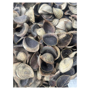 Coquilles d'opercules naturelles aux motifs uniques pour produits décoratifs et de collection de luxe - Product Image 6