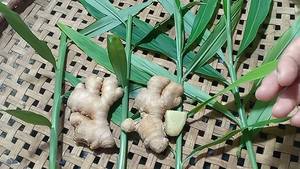 Jengibre Fresco Orgánico al por Mayor de la Mejor Calidad a Precio Competitivo, Jengibre Fresco de Calidad Excepcional - Product Image 5