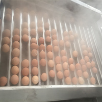 Moxin Cuiseur à oeufs électrique Chaudière Convoyeur à rouleaux Cuiseur à oeufs durs Machine à ligne de traitement des aliments