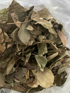 Hojas de Guanábana Secas Naturales, Hoja Entera de Graviola Orgánica para la Fabricación de Bebidas, Venta al por Mayor a Granel, Exportación Directa de Fábrica - Product Image 5