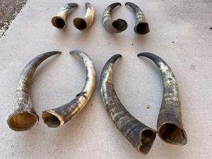 Par de Cuernos de Búfalo Pulidos para Decoración de Pared, Diseño Art Deco, Grandes de 27 a 35 Pulgadas, para Bodas, Cumpleaños, Aniversarios - Product Image 3