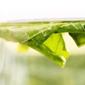 ชาใบบัวหนุ่มอบแห้งเย็นคุณภาพสูง - Product Image 6