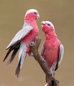 Live Galah Cockatoo Birds for <b>Aviary</b> Breeding Ornamental Bird Keeping Wholesale Supply NMF (PVT) LTD South Africa Manufacturer - Product Image 1