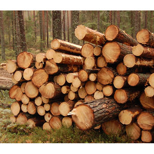 Bois de pin de qualité supérieure, séché au four, pour murs, en rondins, en planches ou en panneaux. - Product Image 2