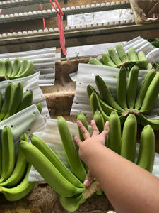 Plátanos Cavendish vietnamitas, calidad de exportación Premium para los Emiratos Árabes Unidos - Product Image 5