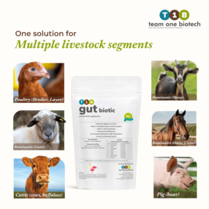 Action probiotique Améliorateur d'aliments pour volailles Complément alimentaire pour animaux - Product Image 5