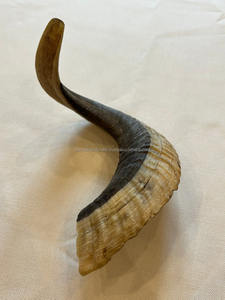 เขาแกะธรรมชาติสำหรับเป่าและใช้ในพิธีกรรม โคเชอร์ โชฟาร์  อาเกตขัดเงาจากอินเดีย - Product Image 2