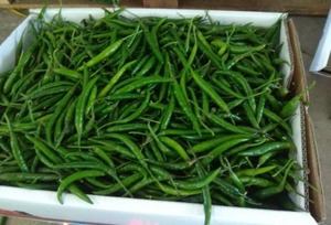 Piments verts de haute qualité, saveur riche, fraîcheur naturelle, pour la cuisine quotidienne, qualité supérieure disponible, prix d'exportation, boîte de 4,5 kg, Grace - Product Image 2