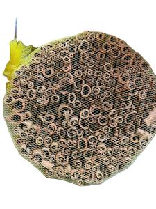 NUEVA COSECHA Canela y Cassia Vietnamita Cruda Procesada por el Método AD - MEJOR PRECIO CONTACTA CONMIGO +84 86 998 1238 - Product Image 6