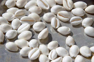 Coquillage naturel Aquarium Aménagement paysager Lacs Filtration Coquille d'huître crue Coquillage séché et propre/Gros coquillage à vendre - Product Image 5