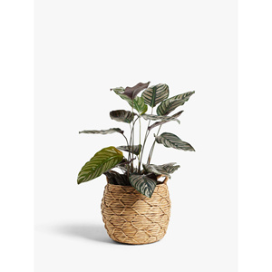 John Lewis Water Hyacinth Planter Patterned Weave <b>Woven</b> <b>Basket</b> - Product Image 1
