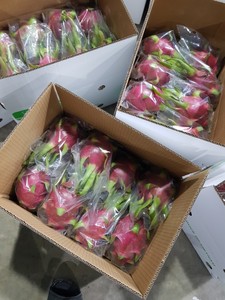 Fruta del Dragón Fresca de Vietnam, Roja y Blanca, Fruta Tropical Natural para Servir Fresca, Procesar en Jugos, Postres, Servicios de Alimentación y Comercio - Product Image 3