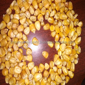 Vente en gros de maïs de poulet de maïs de volaille de qualité supérieure alimentation pour poissons à haute teneur en protéines jaune doré l pour l'alimentation animale - Product Image 6