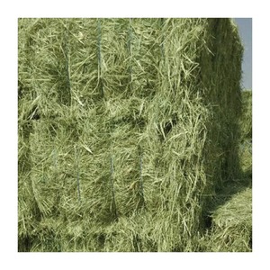 Entrega Rápida de Heno de Pasto Rhodes, Calidad de Exportación, Disponible en Grandes Cantidades - Product Image 1