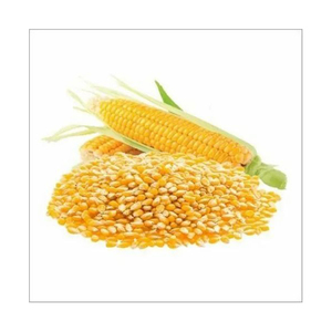 Maíz amarillo mantenido en cultivo para transacciones a granel de alta calidad y una cadena de suministro estable - Product Image 1