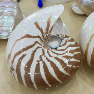 Concha de Nautilus Natural en Forma de Cámara, Proveedor de Vietnam, Conchas Marinas al por Mayor para Decoración, Exhibición y Manualidades - Product Image 1
