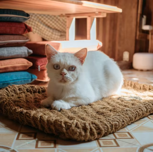 Eco2go Vietnam Premium Coconut Fiber Sleeping <b>Mat</b> for Pets | Modern Decor Eco-Friendly Natural Fiber Rug - Product Image 2