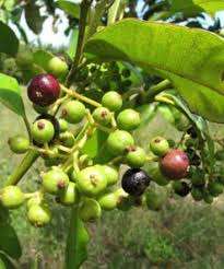 Aceite esencial de hoja de pimento 100 % puro y natural, aceite de hoja de pimento de la más alta calidad, aceite esencial natural, proveedor mayorista de la India - Product Image 5