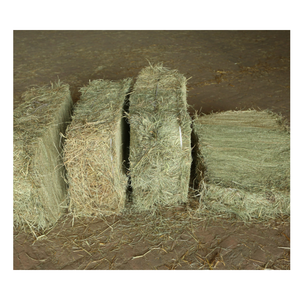 Aliments pour animaux de haute qualité Rhodes Grass Hay Export Grade pour chevaux bovins porcs disponibles à la vente - Product Image 2