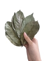 Pemasok Rempah-rempah Pabrik VIETNAM 100% Daun Laurel Kering Alami Berwarna Hijau dan daun soursop kering