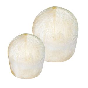 มะพร้าวเขียวสดคุณภาพสูง |   ผู้ส่งออกที่เชื่อถือได้จากเวียดนาม - Product Image 4
