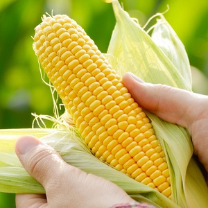 Approvisionnement en maïs jaune frais offrant une qualité de grain supérieure et une sélection flexible GOMO ou non GOMO pour le marché commercial international - Product Image 5